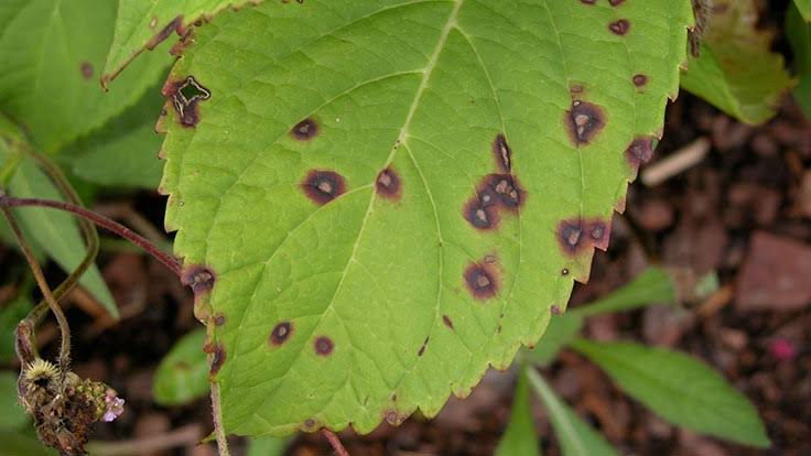 Leaf Spot Diseases: Description, Damages Caused, Control and Preventive Measures