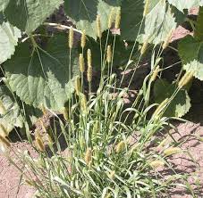 How to Grow, Use and Care for Yellow Foxtail Grass (Setaria pumila)