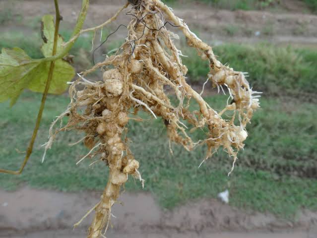 Root-knot Nematodes: Description, Damages Caused, Control and Preventive Measures