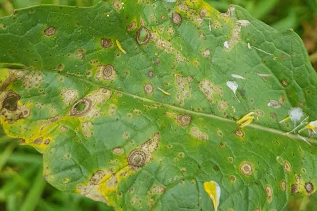 Leaf Spot Diseases: Description, Damages Caused, Control and Preventive Measures