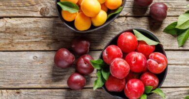 Plums: History, Nutrition, Health Benefits and Growing Guide
