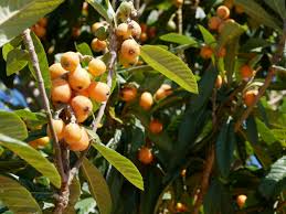 Loquats: History, Nutrition, Health Benefits and Growing Guide 