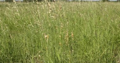 How to Grow, Use and Care for Wilman Lovegrass (Eragrostis superba)