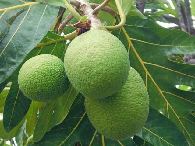 Breadfruit: History, Nutrition, Health Benefits and Growing Guide 