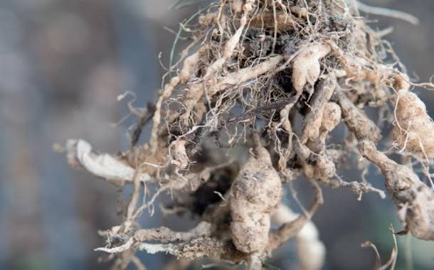 Root-knot Nematodes: Description, Damages Caused, Control and Preventive Measures