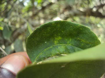 Citrus Tristeza Virus: Description, Damages Caused, Control and Preventive Measures