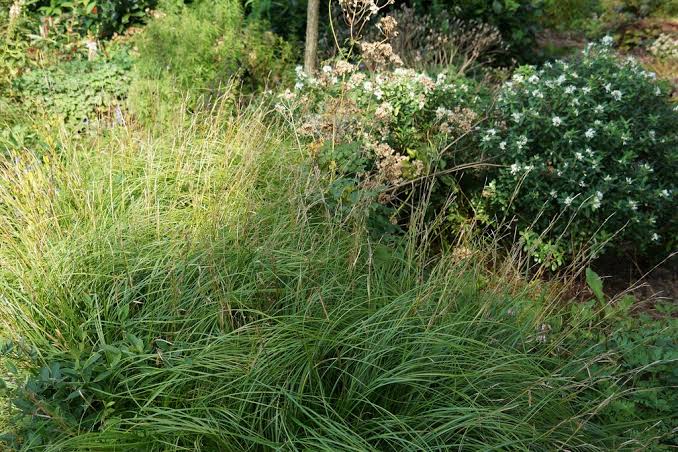 How to Grow, Use and Care for Wolftail Sedge Grass (Carex cherokeensis)