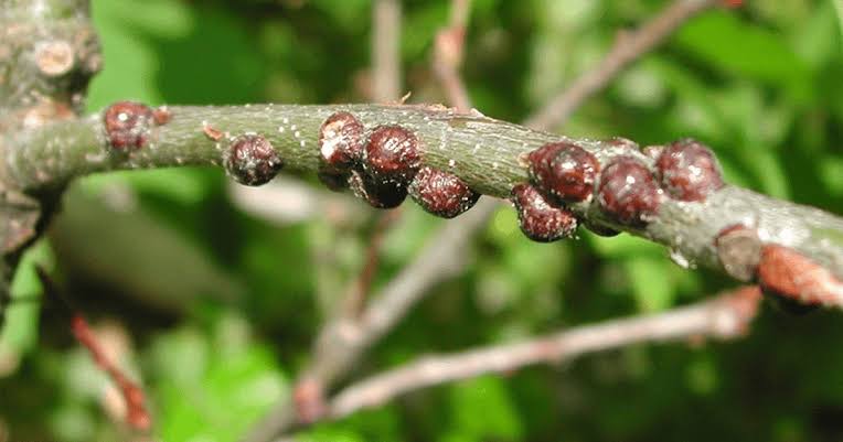 Scale Insects: Description, Damages Caused, Control and Preventive Measures