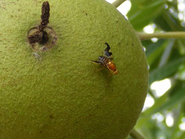 Walnut Husk Fly: Description, Damages Caused, Control and Preventive Measures Walnut Husk Fly: Description, Damages Caused, Control and Preventive Measures