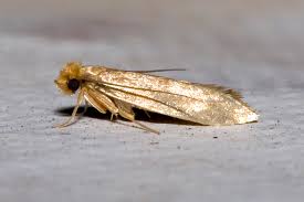 Moths: Description, Damages Caused, Control and Preventive Measures