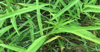 How to Grow, Use and Care for Whitegrass (Leersia virginica)