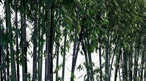 18 Medicinal Health Benefits Of Phyllostachys nigra (Timber bamboo)