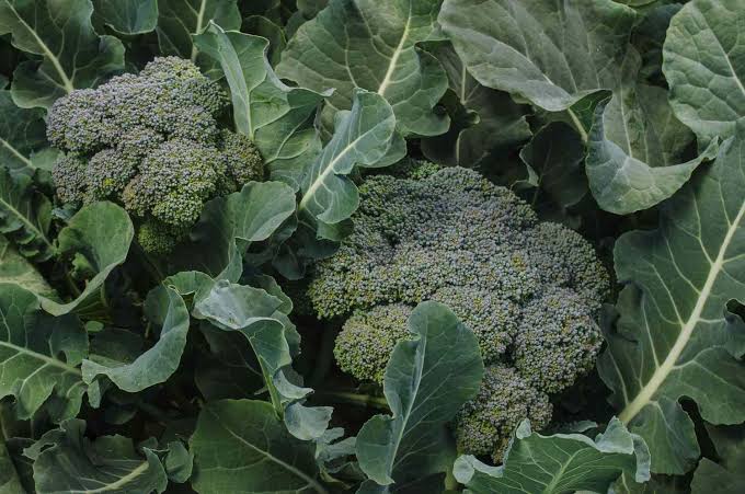 How to Grow Broccoli