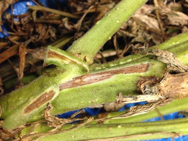 Fusarium Wilt: Description, Damages Caused, Control and Preventive Measures