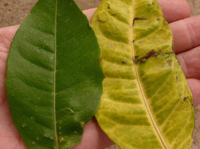 Citrus Tristeza Virus: Description, Damages Caused, Control and Preventive Measures