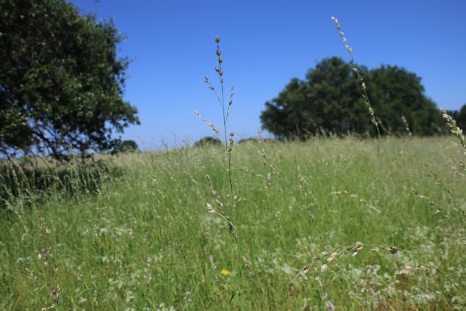 How to Grow, Use and Care for Wilman Lovegrass (Eragrostis superba)