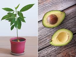 How To Grow, Store and Cut Avocados