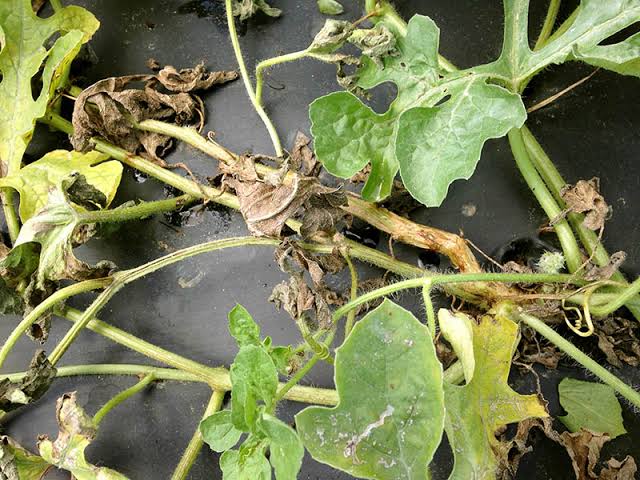 Fusarium Wilt: Description, Damages Caused, Control and Preventive Measures