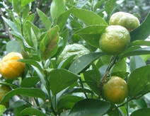 Citrus Tristeza Virus: Description, Damages Caused, Control and Preventive Measures