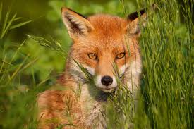 Foxes: Description, Damages Caused, Control and Preventive Measures
