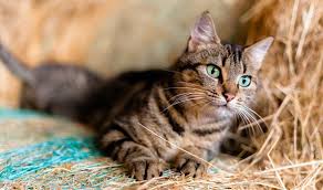 Feline Leukemia: Description, Damages Caused, Control and Preventive Measures