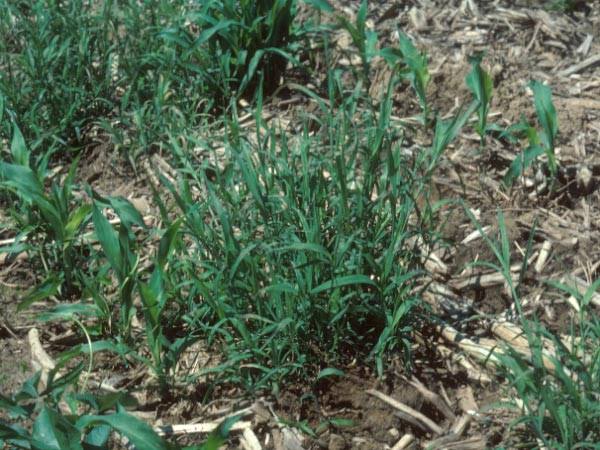 How to Grow, Use and Care for Wirestem Muhly Grass (Muhlenbergia frondosa) How to Grow, Use and Care for Wirestem Muhly Grass (Muhlenbergia frondosa)