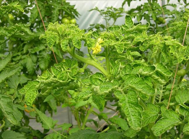 Tomato Yellow Leaf Curl Virus: Description, Damages Caused, Control and Preventive Measures