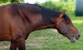 Equine Influenza: Description, Damages Caused, Control and Preventive Measures Equine Influenza: Description, Damages Caused, Control and Preventive Measures