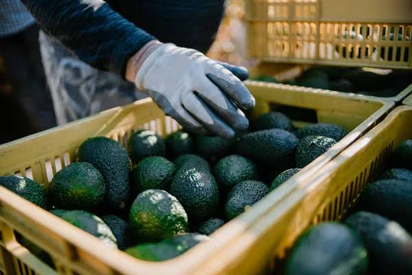 How To Grow, Store and Cut Avocados