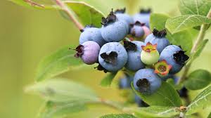 How often do Blueberries Need to be Watered?