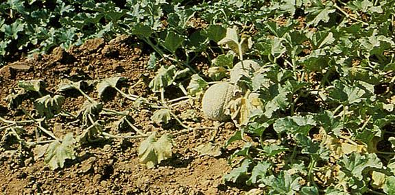 Fusarium Wilt: Description, Damages Caused, Control and Preventive Measures