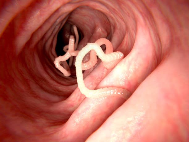 Hookworms: Description, Damages Caused, Control and Preventive Measures