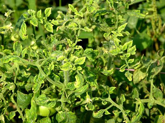 Tomato Yellow Leaf Curl Virus: Description, Damages Caused, Control and Preventive Measures