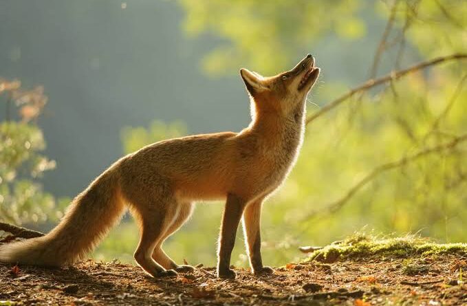 Foxes: Description, Damages Caused, Control and Preventive Measures