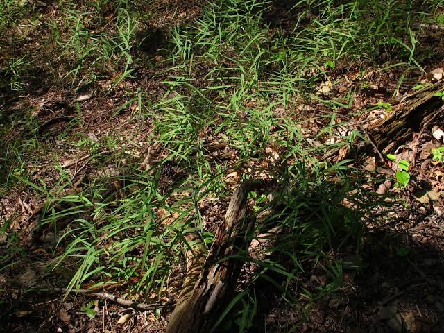How to Grow, Use and Care for Wirestem Muhly Grass (Muhlenbergia frondosa) How to Grow, Use and Care for Wirestem Muhly Grass (Muhlenbergia frondosa)