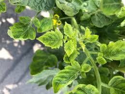 Tomato Yellow Leaf Curl Virus: Description, Damages Caused, Control and Preventive Measures