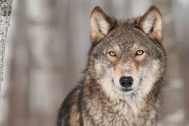 Wolves: Description, Damages Caused, Control and Preventive Measures