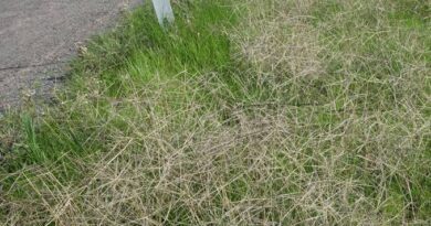 How to Grow, Use and Care for Windmill Grass (Chloris spp.)