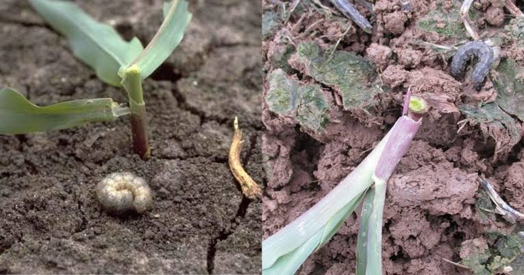 Cutworms: Description, Damages Caused, Control and Preventive Measures