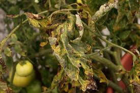 Verticillium Wilt: Description, Damages Caused, Control and Preventive Measures