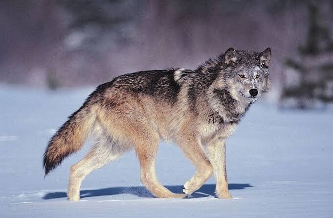 Wolves: Description, Damages Caused, Control and Preventive Measures