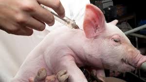 Porcine Reproductive and Respiratory Syndrome: Description, Damages Caused, Control and Preventive Measures