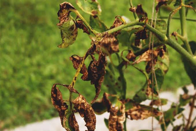 Verticillium Wilt: Description, Damages Caused, Control and Preventive Measures