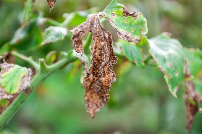 Verticillium Wilt: Description, Damages Caused, Control and Preventive Measures