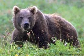 Bears: Description, Damages Caused, Control and Preventive Measures
