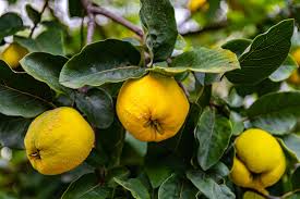 Quinces: History, Nutrition, Health Benefits and Growing Guide 