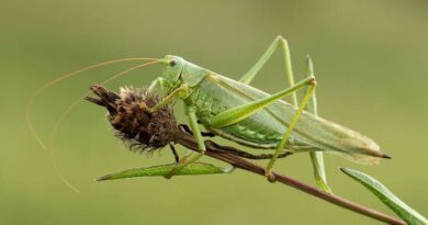 Grasshoppers: Description, Damages Caused, Control and Preventive Measures