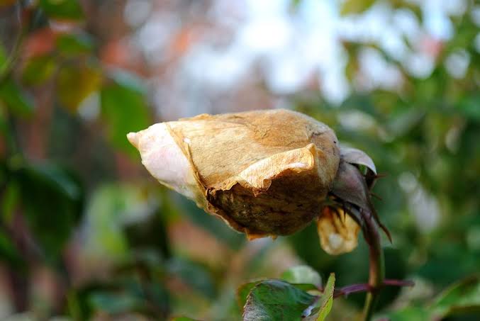 Botrytis Blight: Description, Damages Caused, Control and Preventive Measures Botrytis Blight: Description, Damages Caused, Control and Preventive Measures