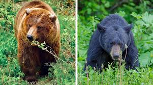 Bears: Description, Damages Caused, Control and Preventive Measures