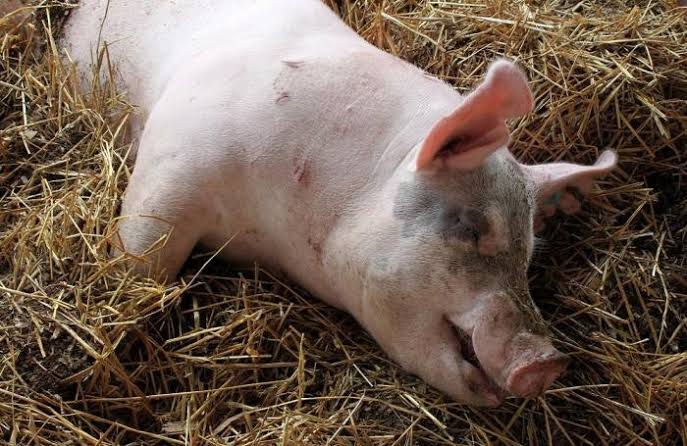 Porcine Reproductive and Respiratory Syndrome: Description, Damages Caused, Control and Preventive Measures